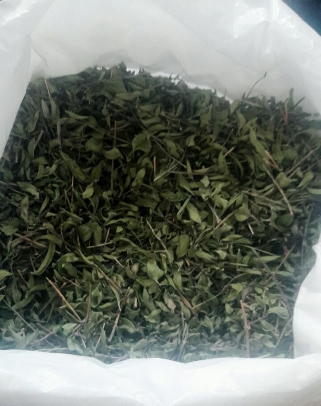 آویشن کوهی 