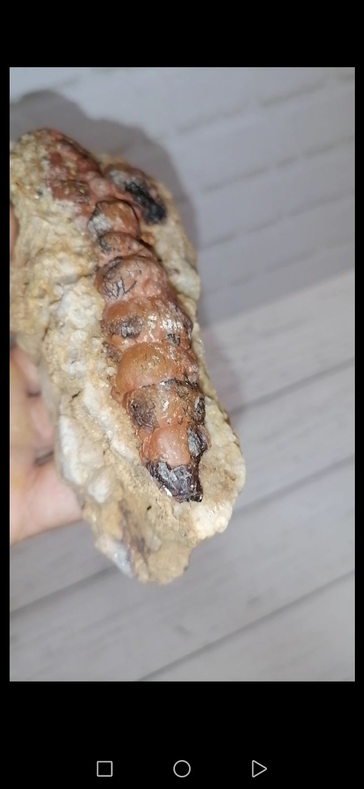 فسیل خاص و بی‌نظیر. کلکسیونی 