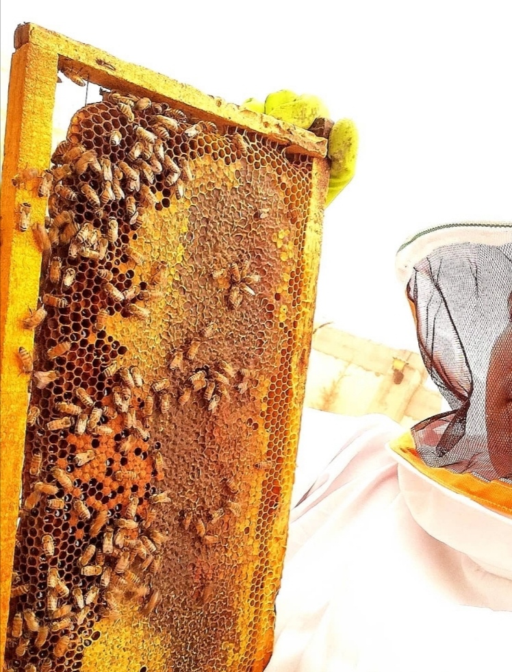 عسل کوهستان