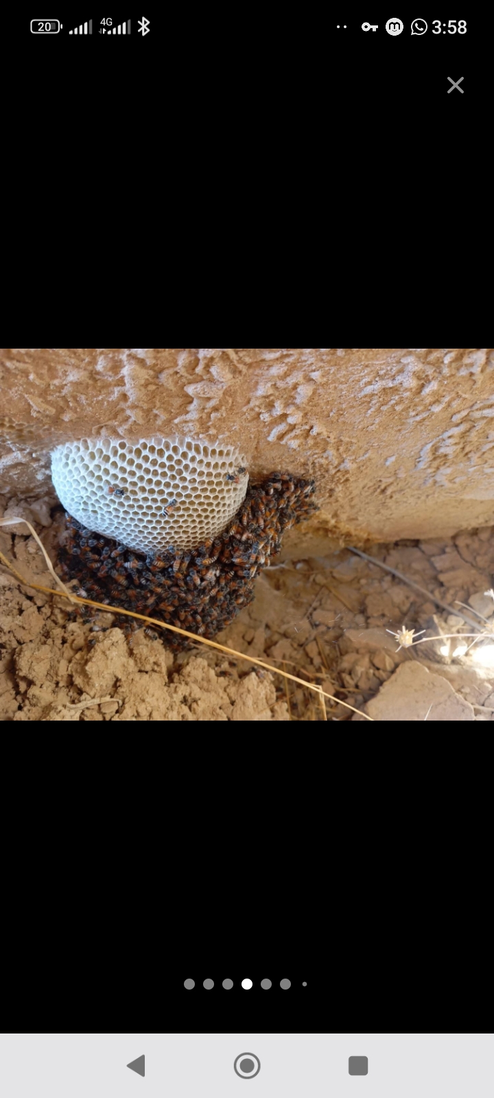 عسل کنار طبیعی و خالص 