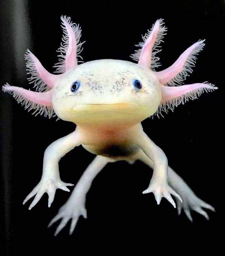 سمندر مکزیکی( Axolotl اَکسولوتِل)