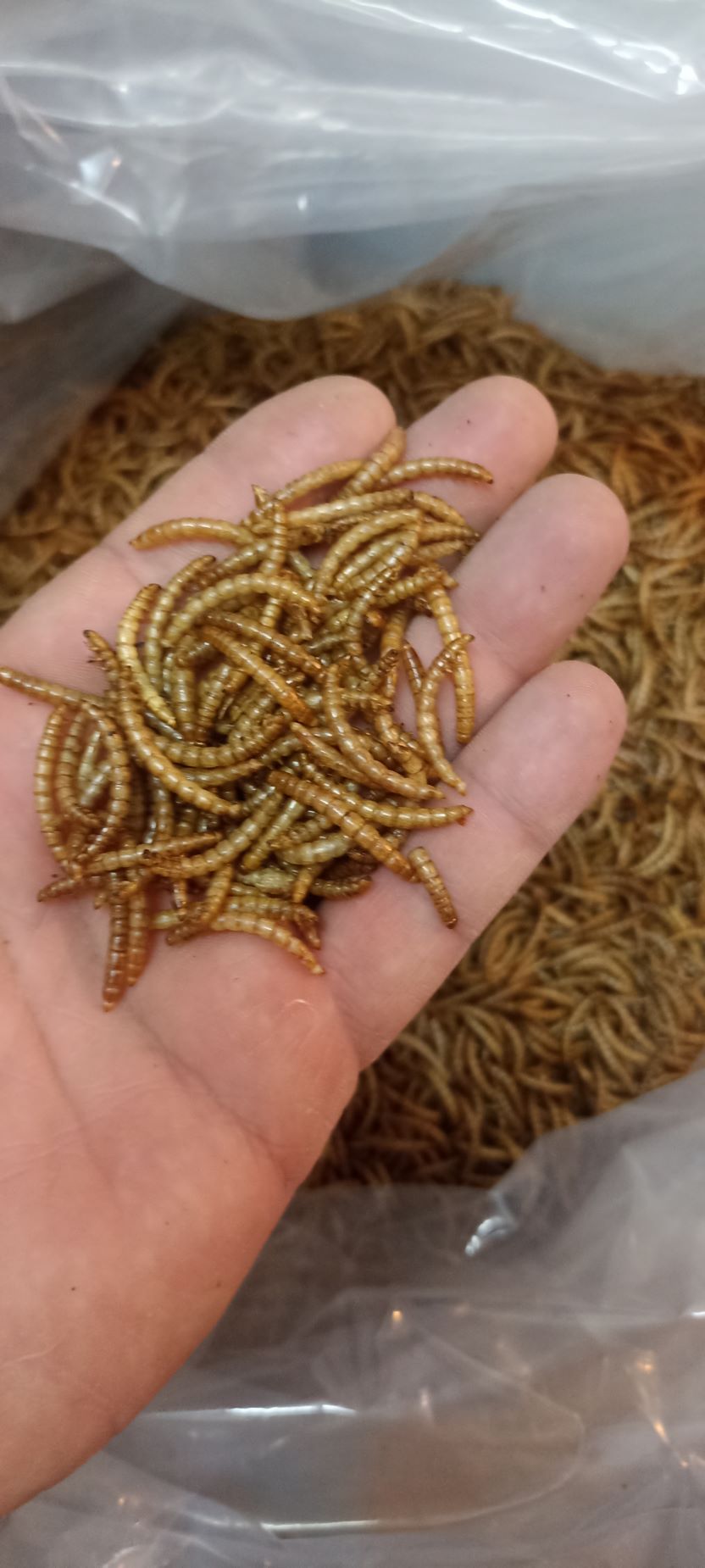 کرم میلورم خشک