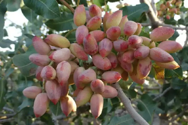 فروش پسته اعلا