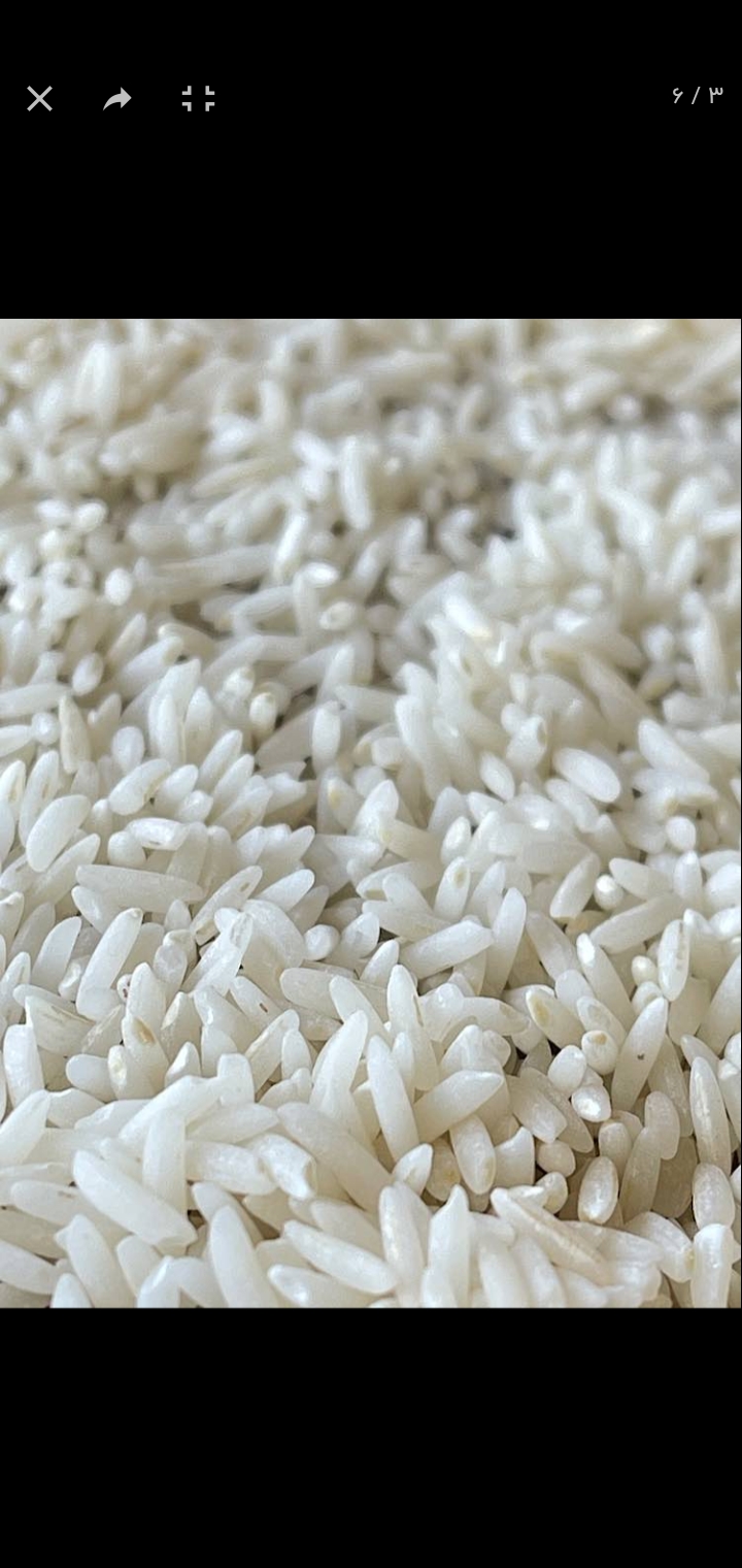 برنج گیلان 