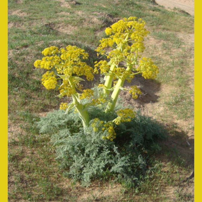 فروش آنغوزه و سبزی خشک طبس 