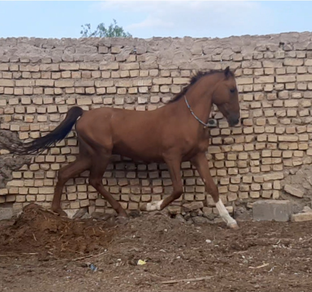  بيع حصان جميل ومميز جدا