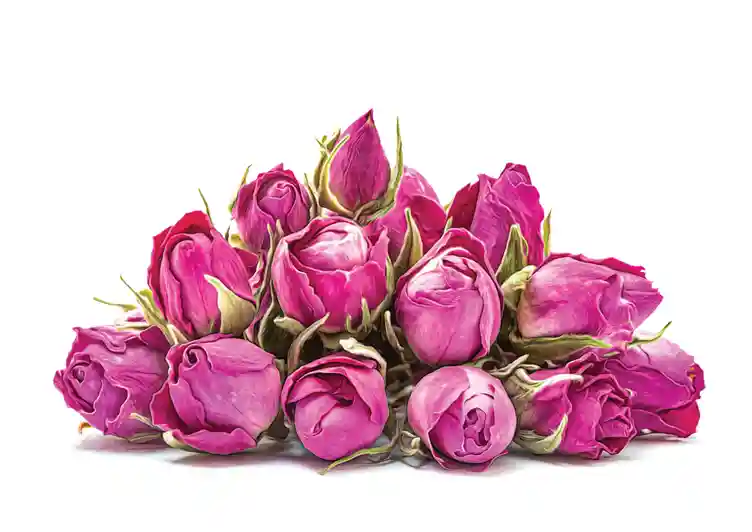فروش گل محمدی تازه اصل