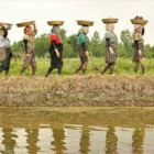 برنج ناب ایرانی برند محبوب کردل یا