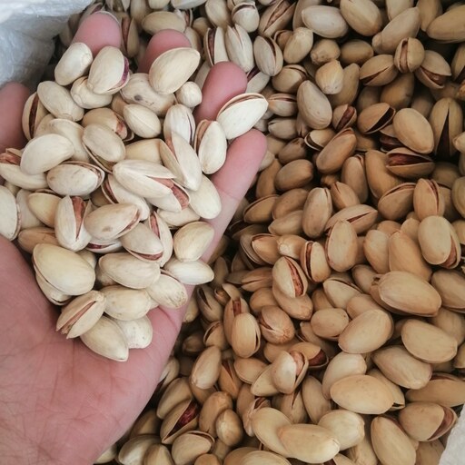 پسته خندان