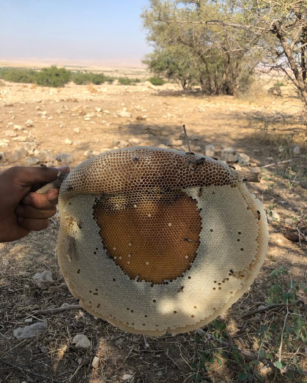 عسل وحشی