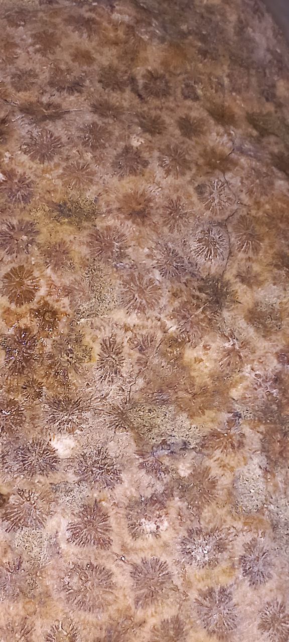 فسیل سنگ دوره مزوزوییک