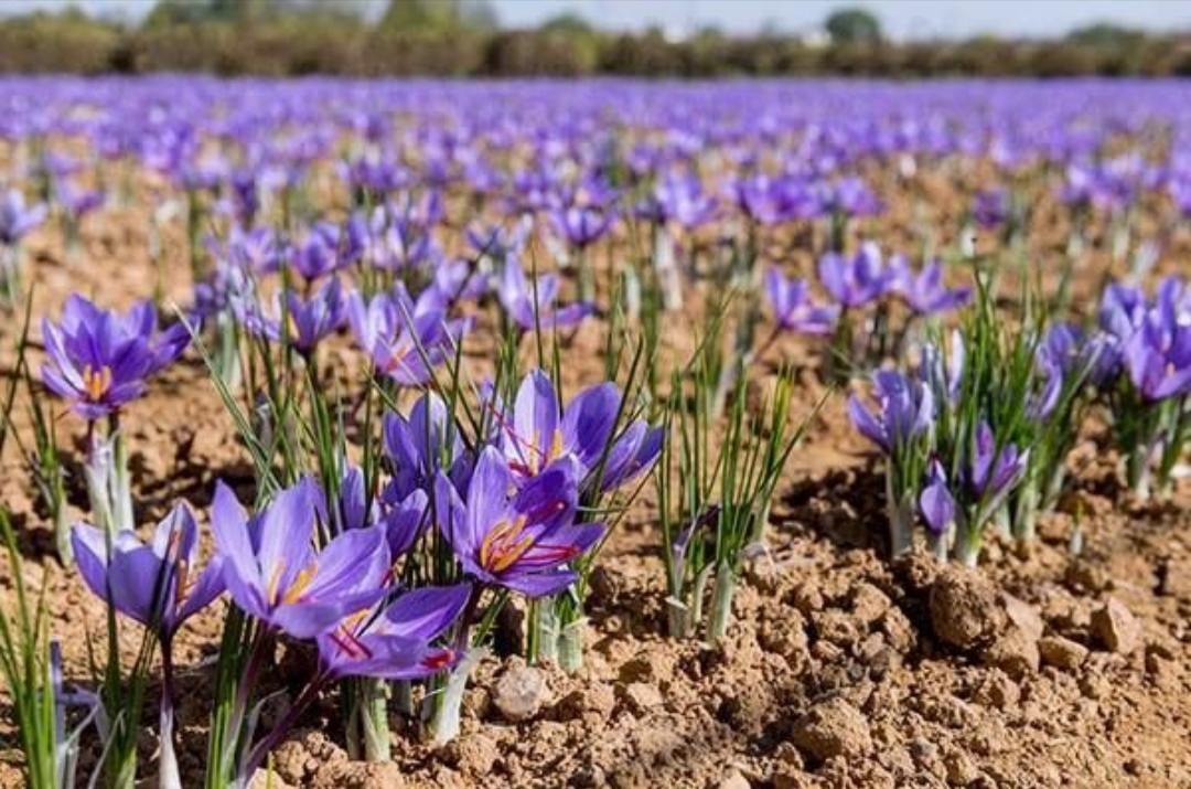 زعفرون اصیل ایرانی 