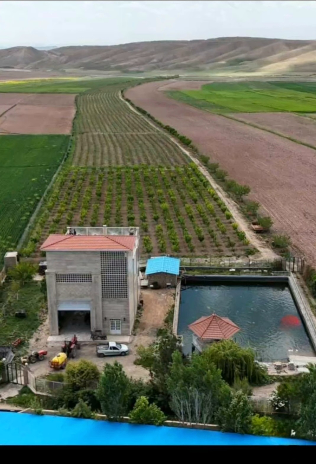 انگور سیاه سر دشت