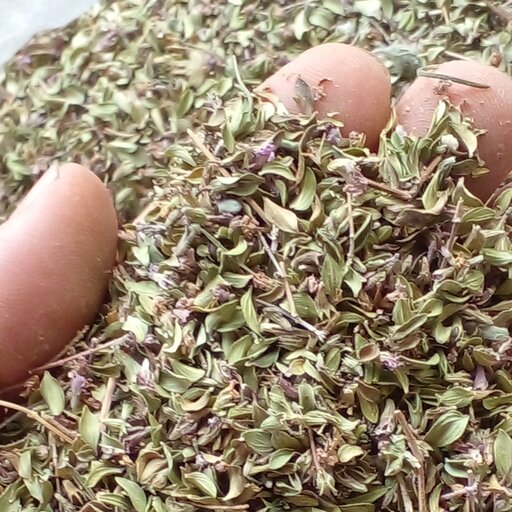 آویشن لرستان