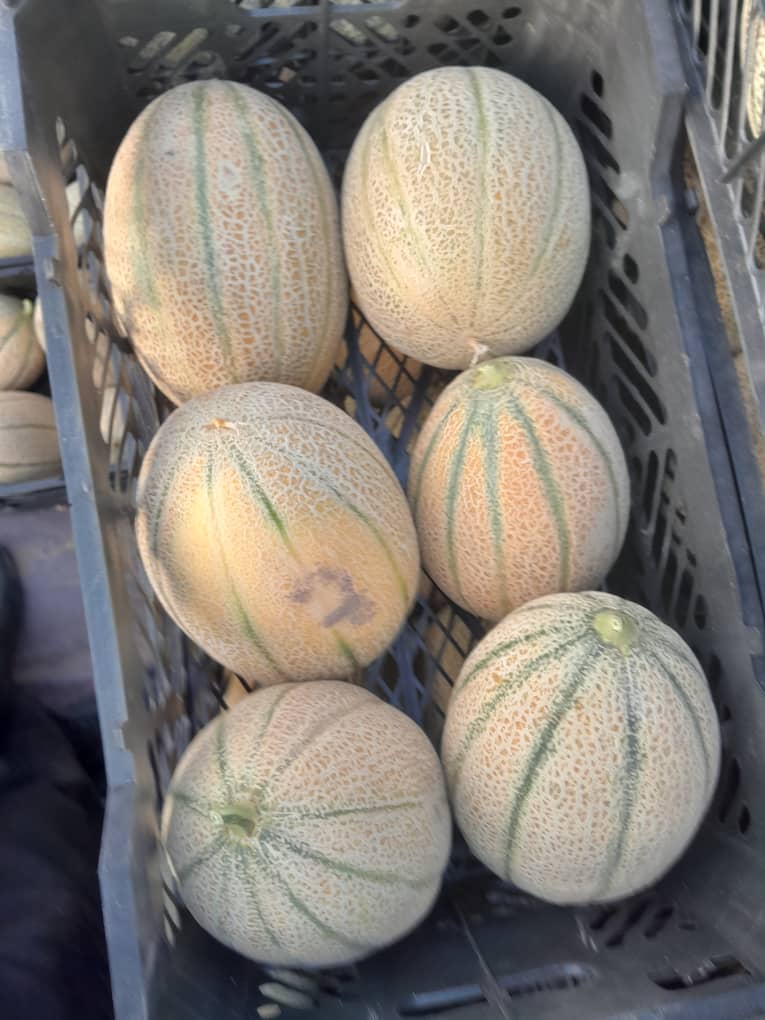 میوه و تره بار
