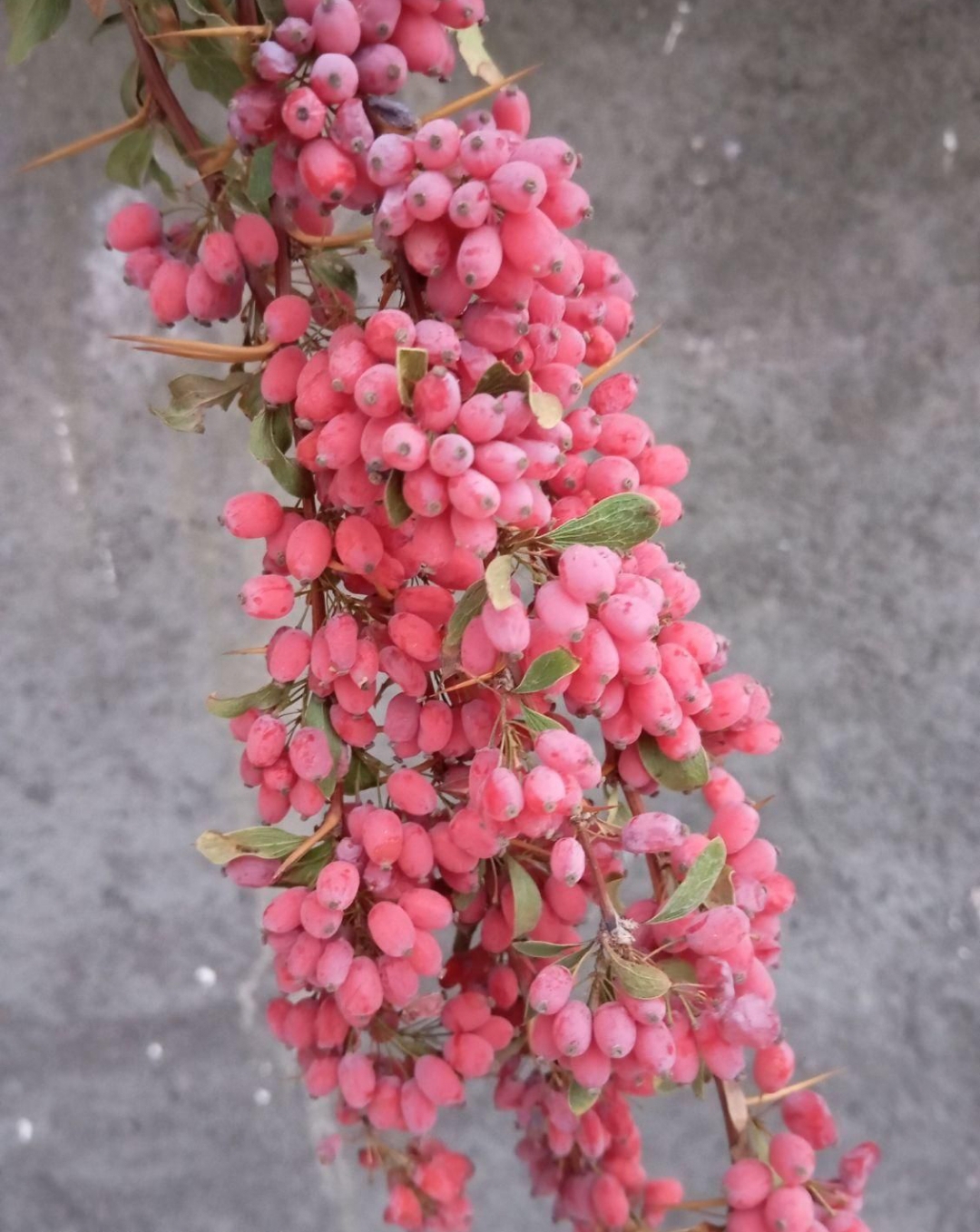 زعفران و زرشک درجه یک قاعن