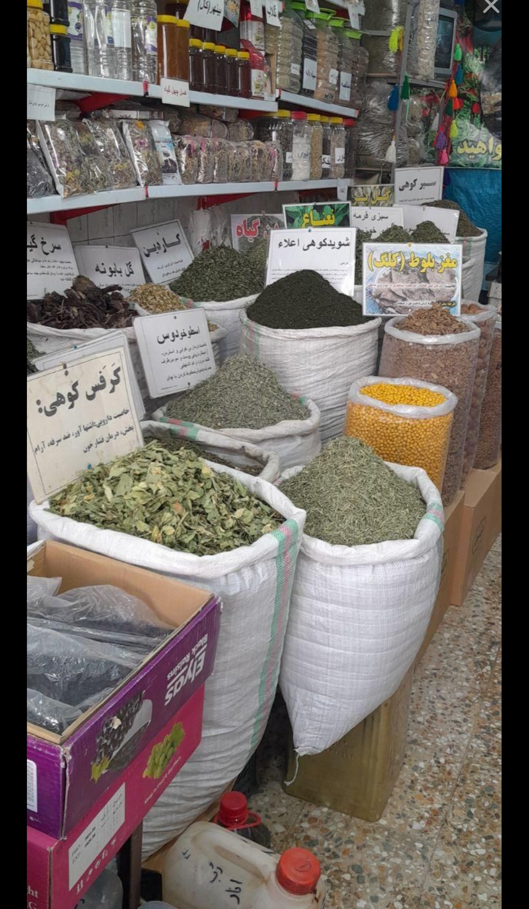   آویشن کوهی 