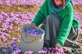 فروش عمده زعفران وسوغاتی ایرانی