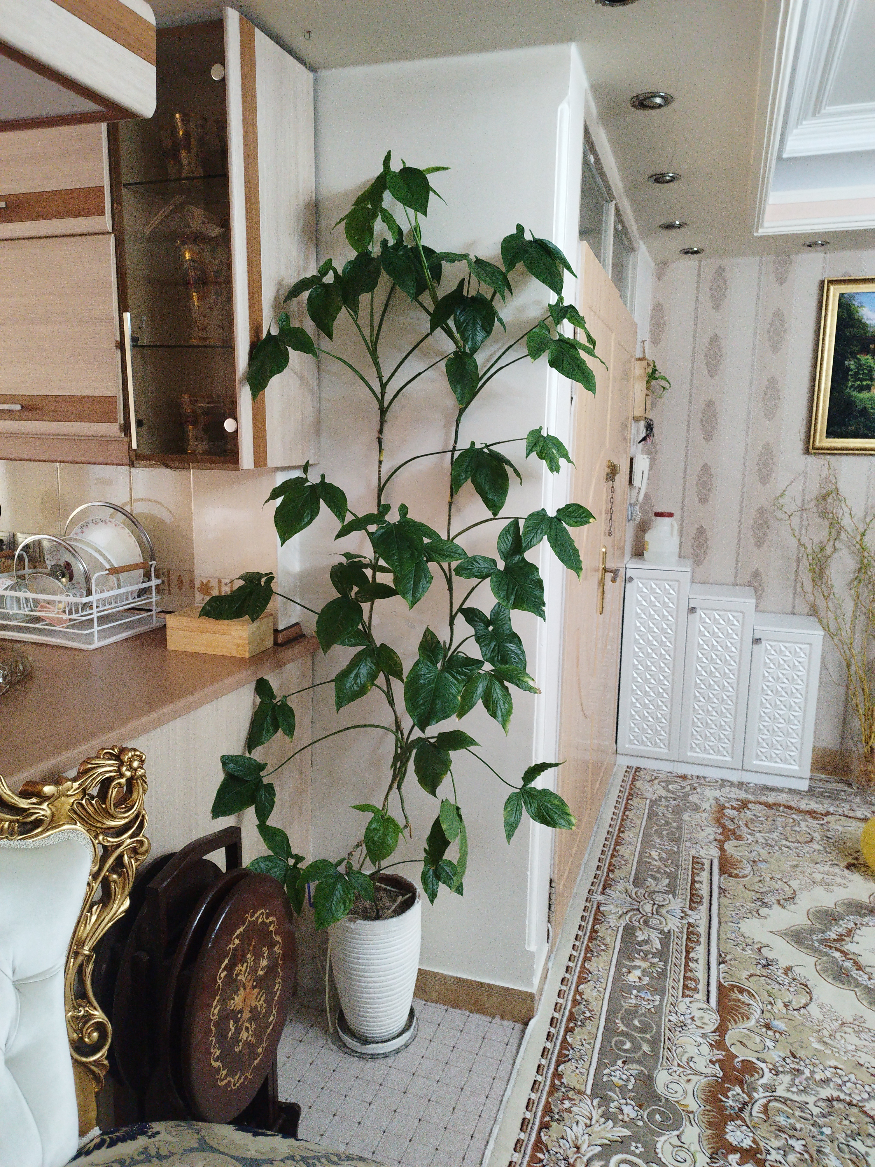 فروش گیاه برگ خرگوشی
