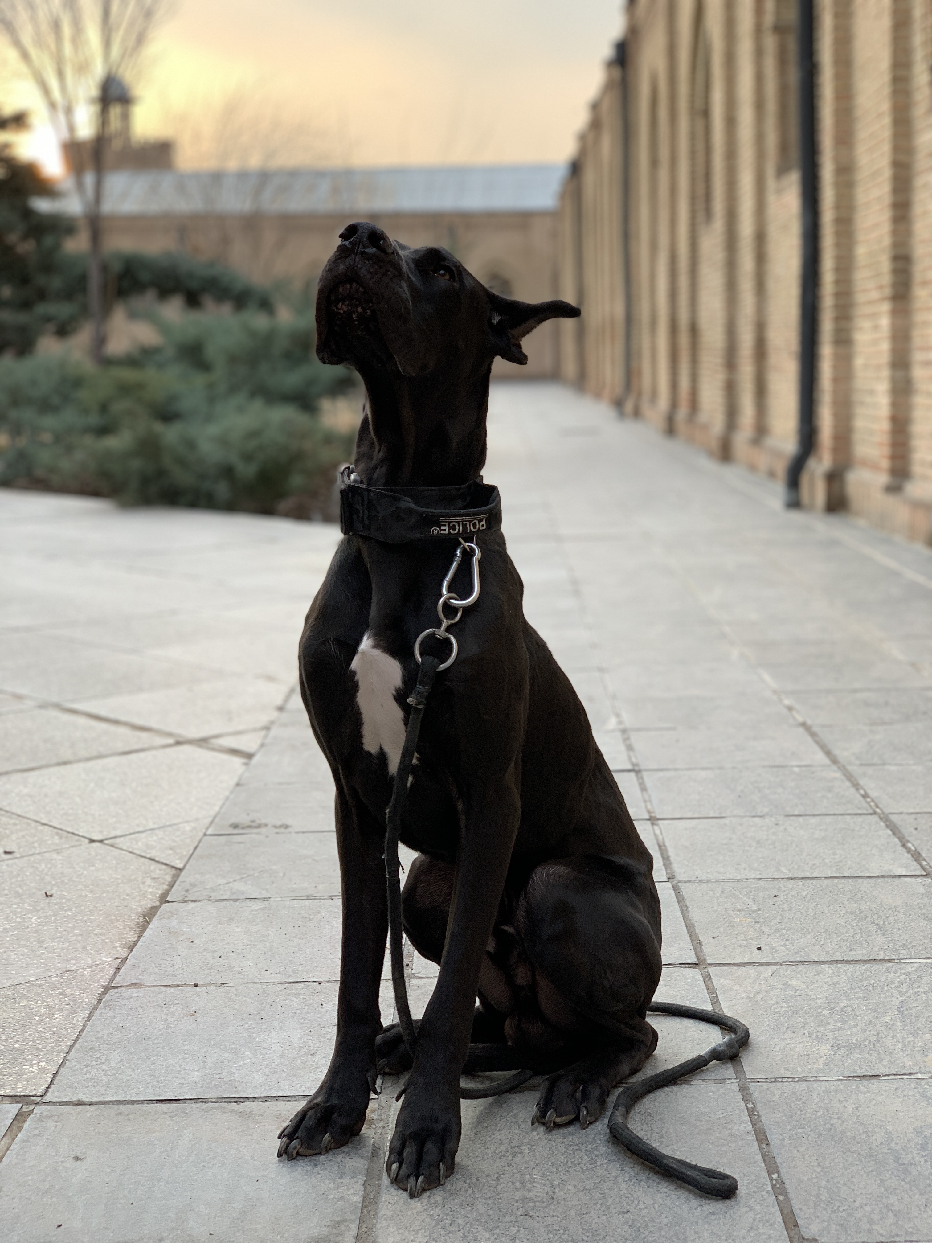 گریت دین dog