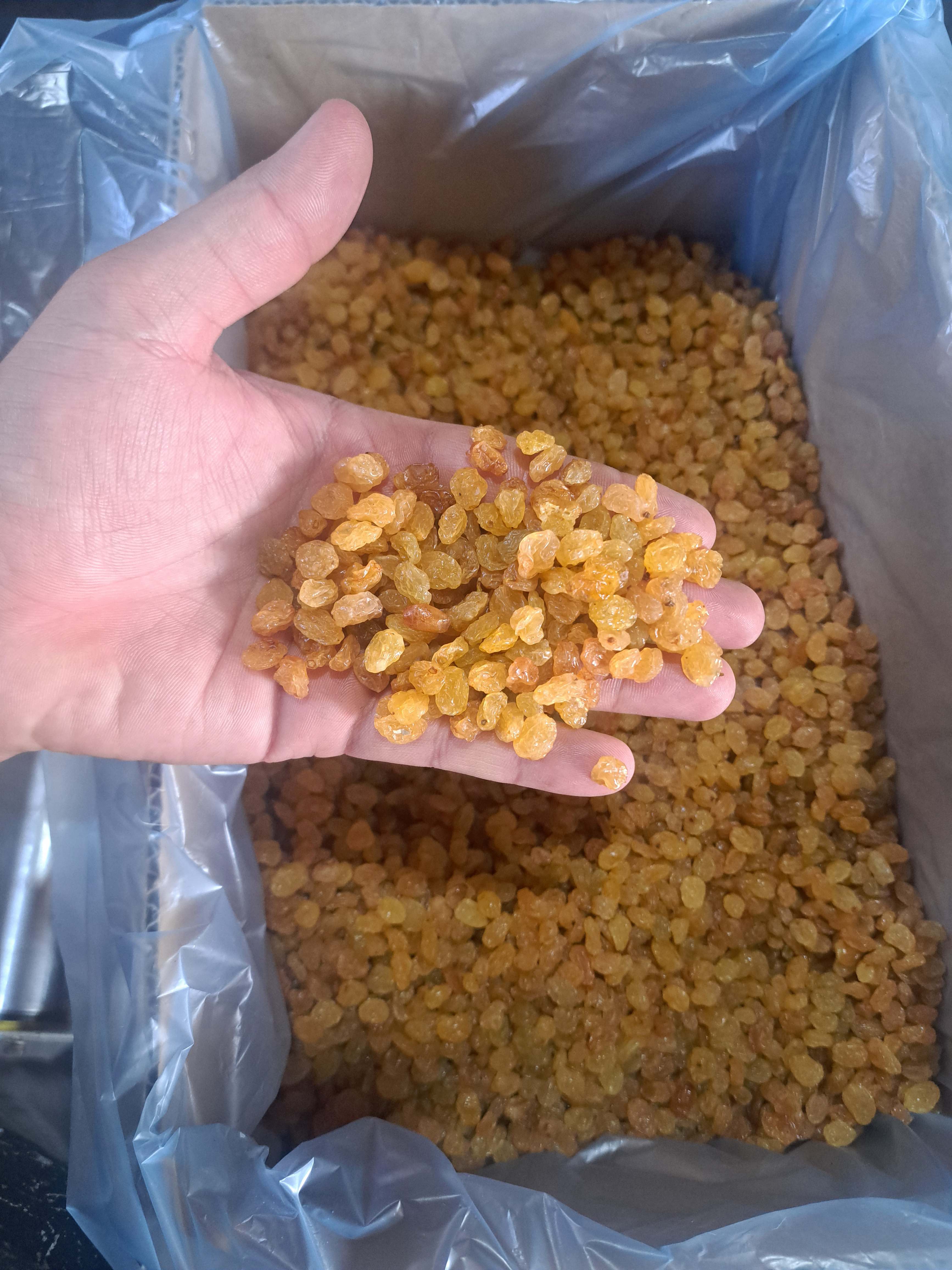 کشمش طلایی(گلدن) صادراتی