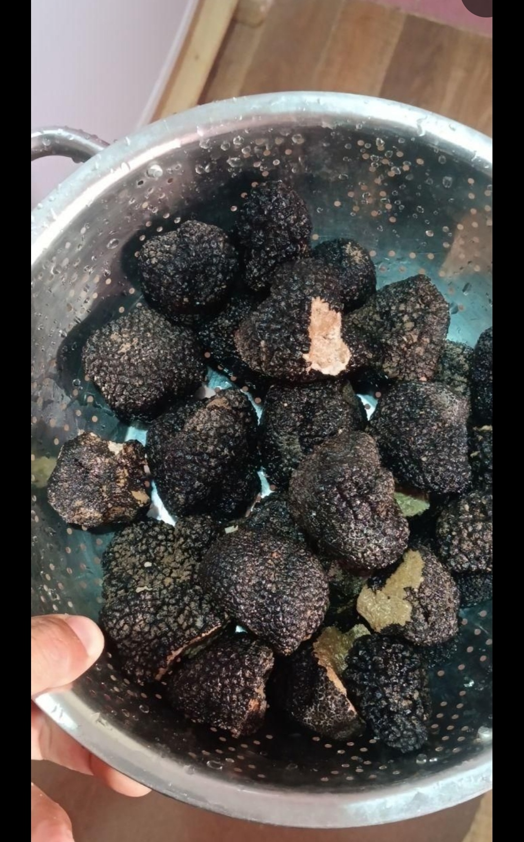قارچ ترافل 