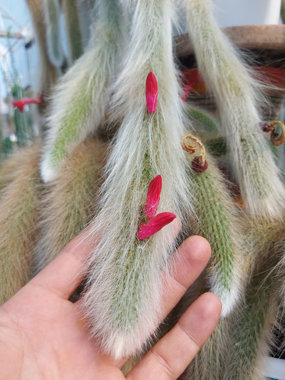 فروش کاکتوس کلکسیونی دم روباهی