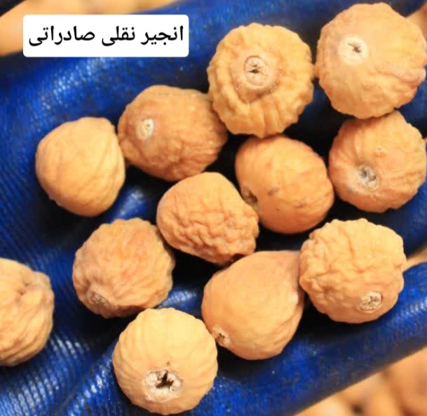 انجیر استهبان