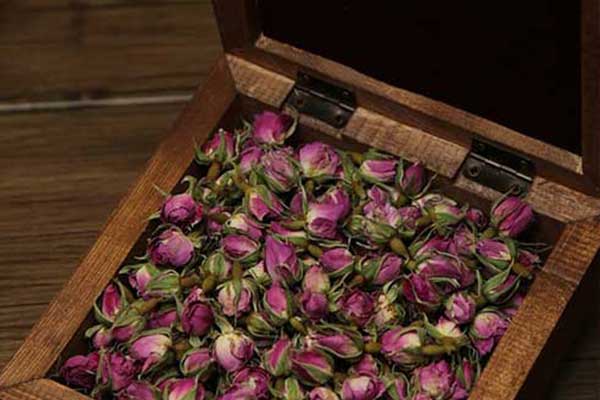 غنچه گل محمدی