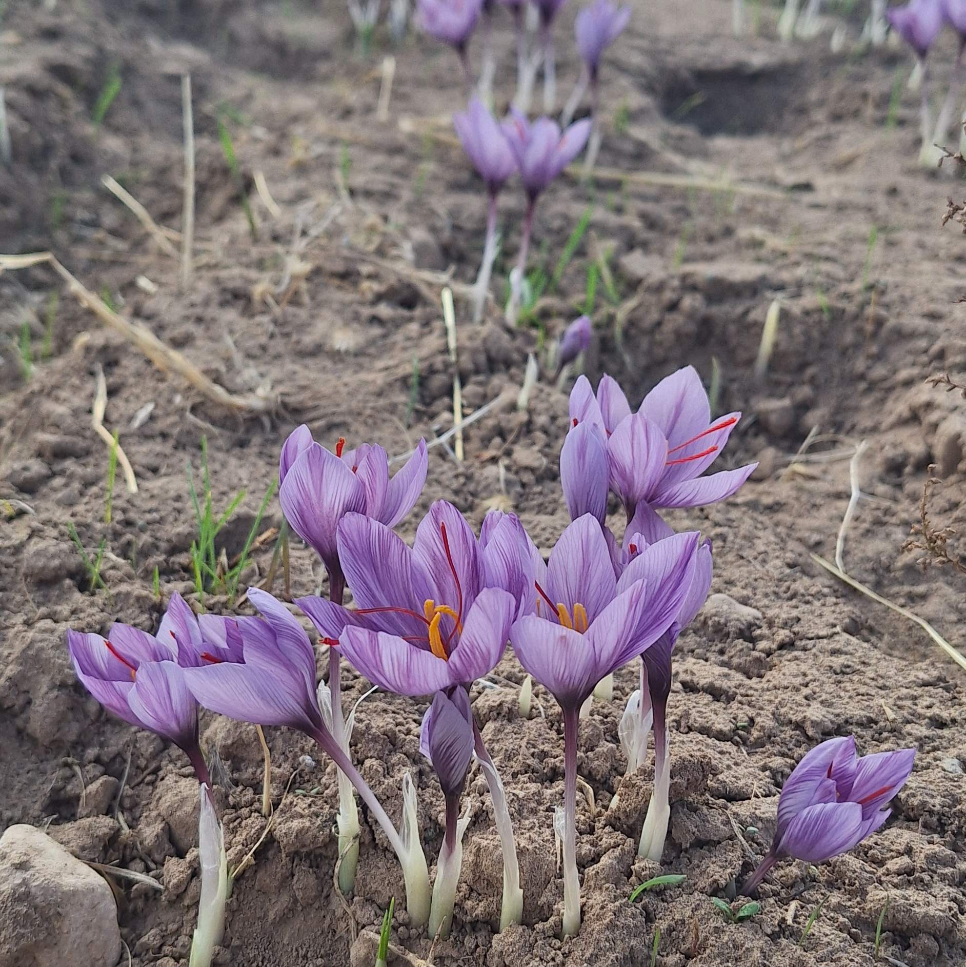 خشکبار زعفران پسته آجیل 