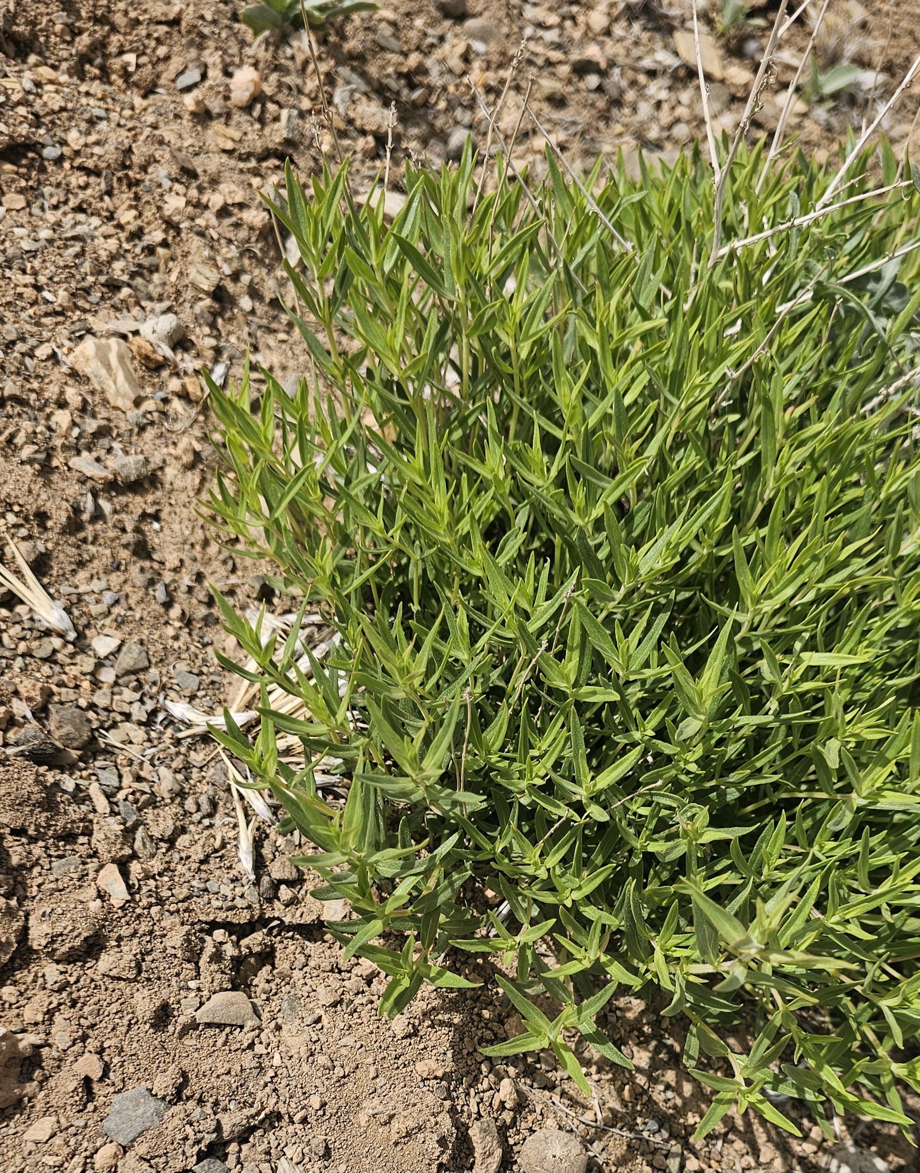 گیاه آویشن کوهی تازه 