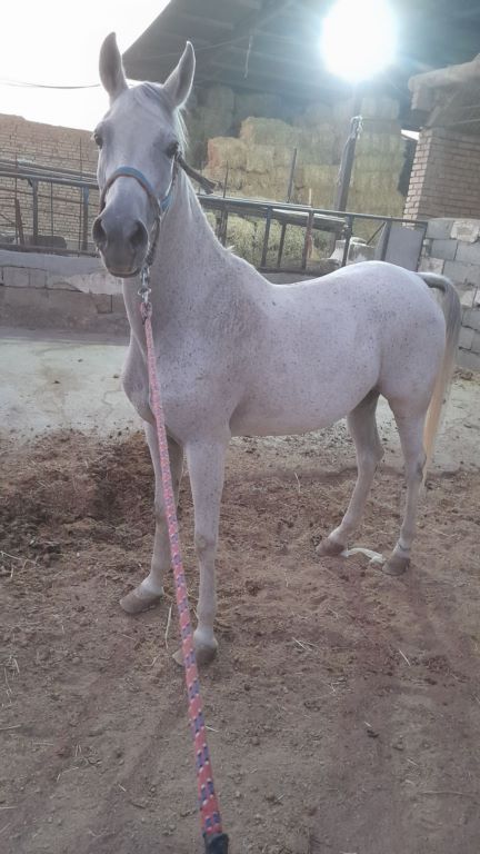 اسب ماده ترکی 