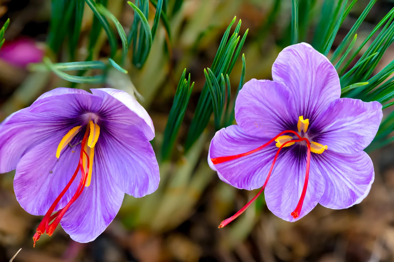 Premium Saffron