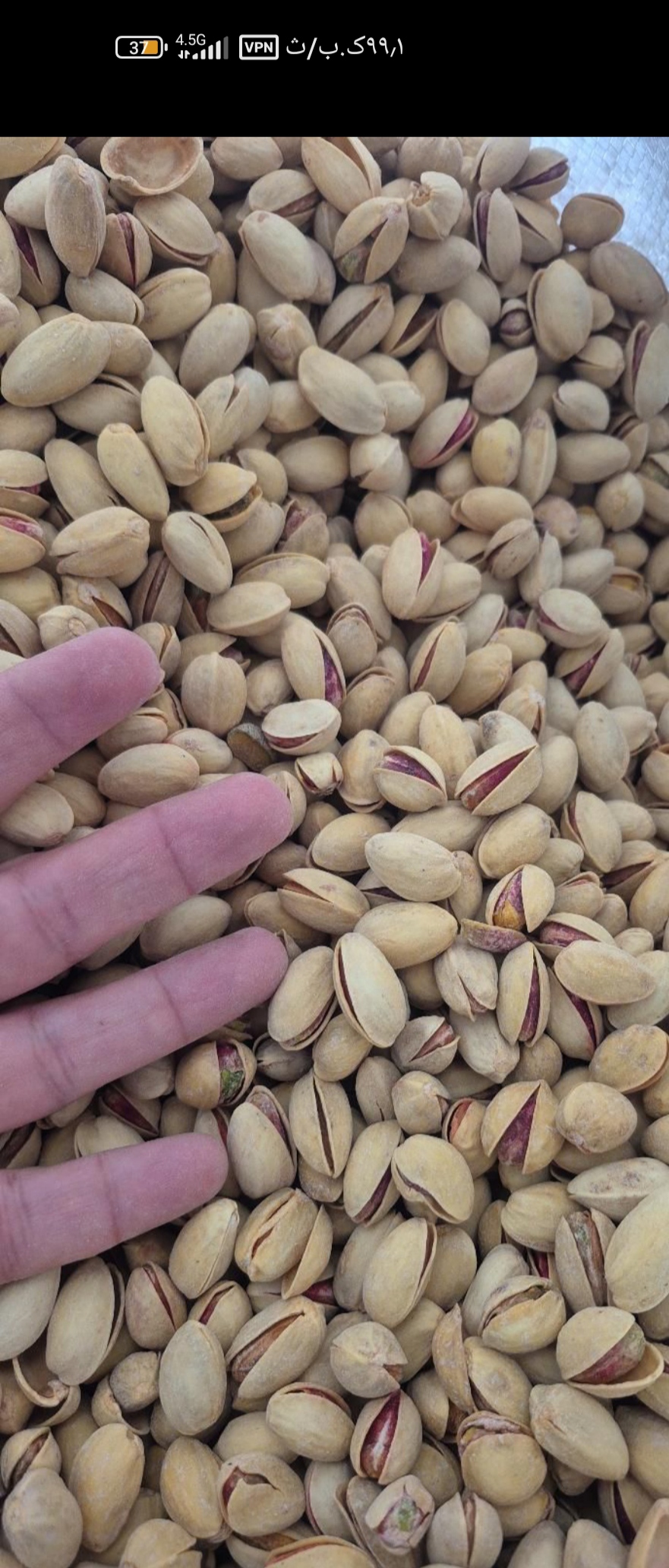 فروش پسته