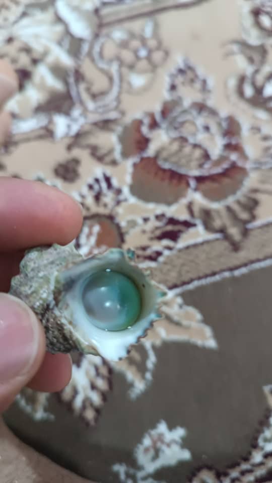 مروارید دریا