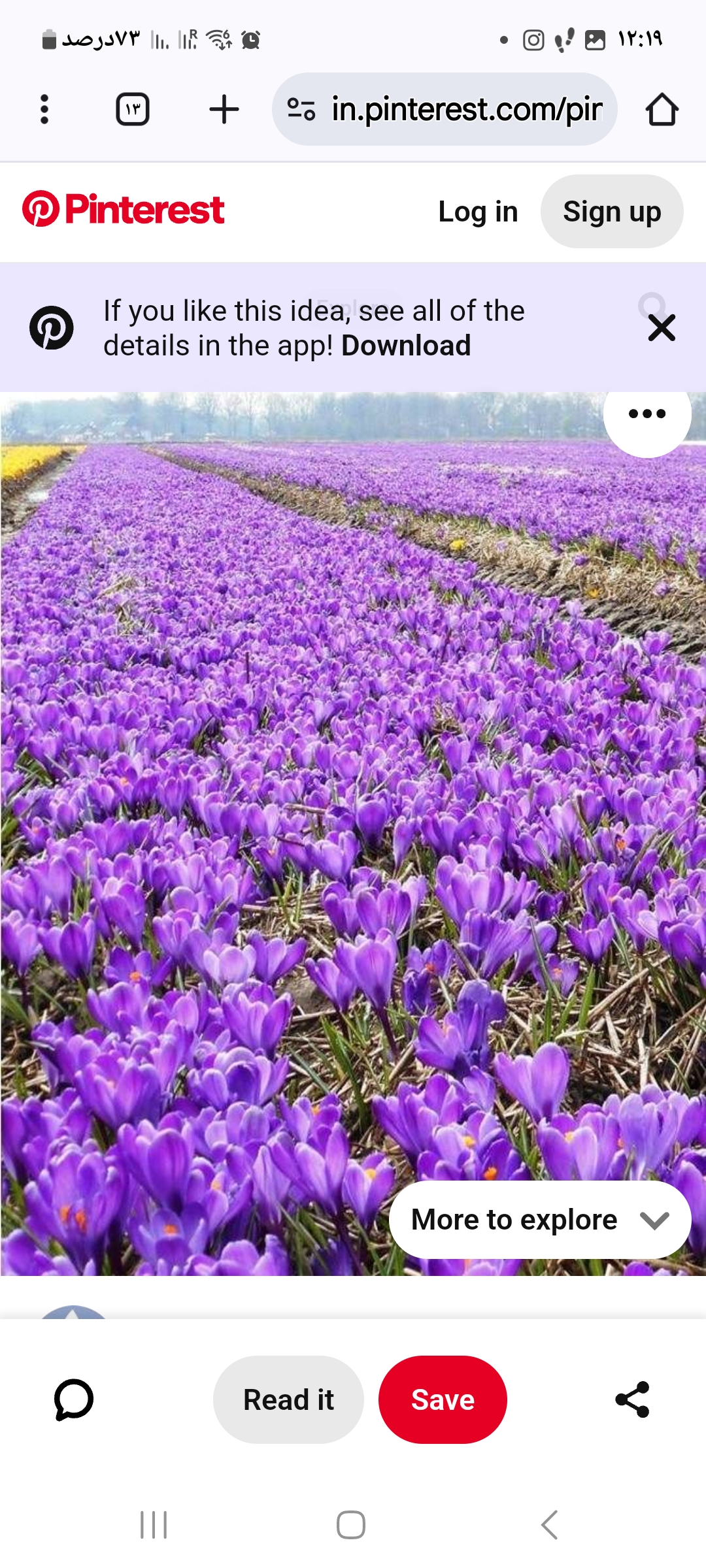 زعفران 