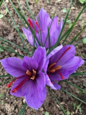 زعفران طلایی اصل نیشابور 