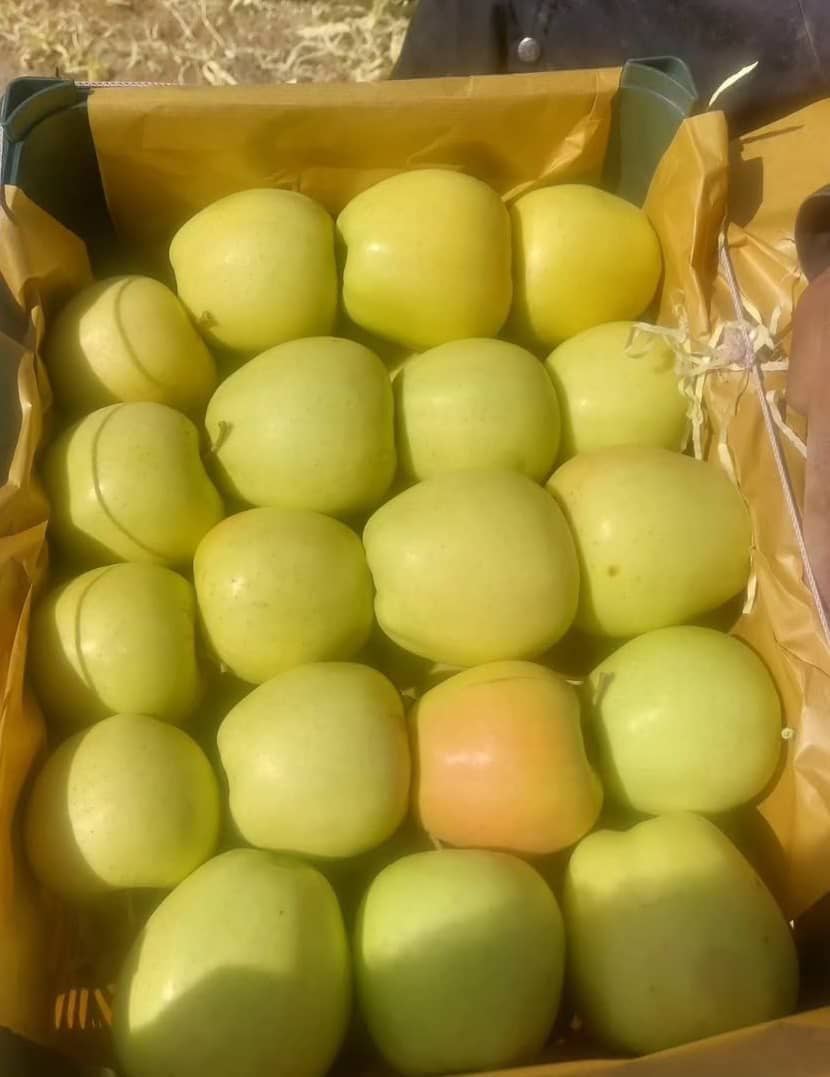 سیب درجه1