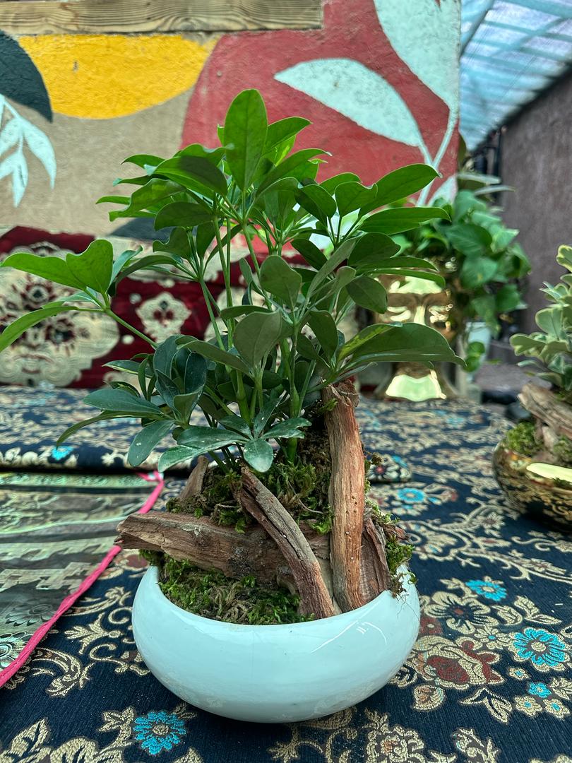 میخک هندی بن سای