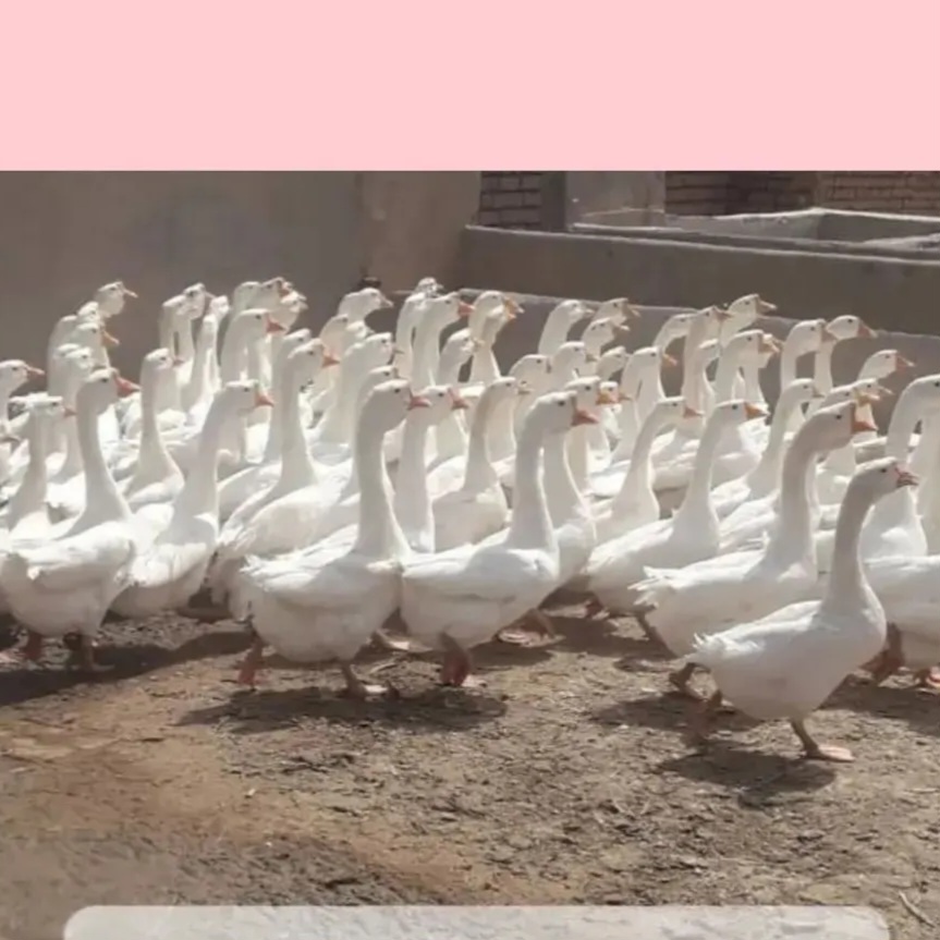 قوغازخالماگوری و تولوز وزن سنگین  