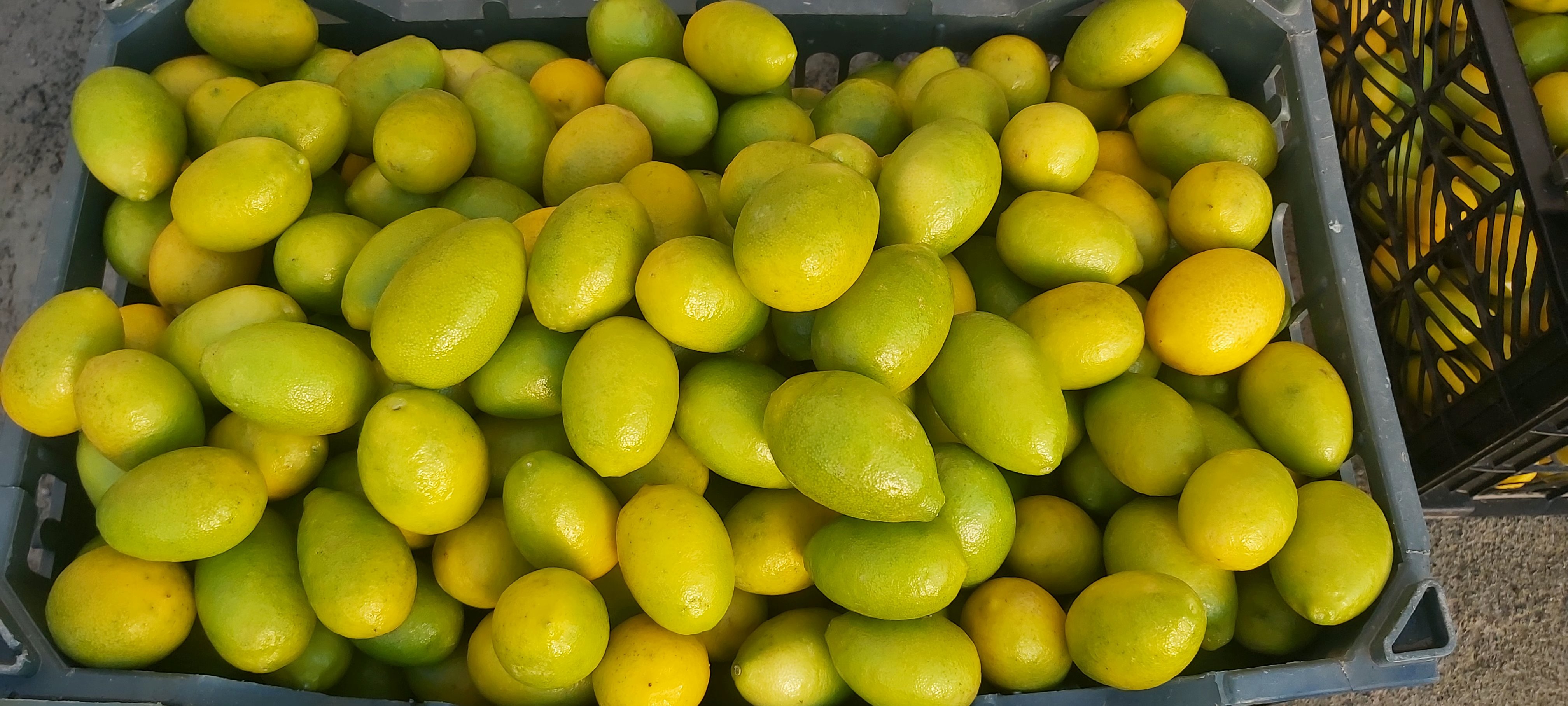 لیمو ترش لایم کوات  Lemon