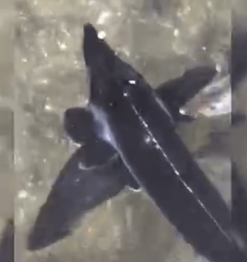 فروش مجتمع پرورش آبزیان