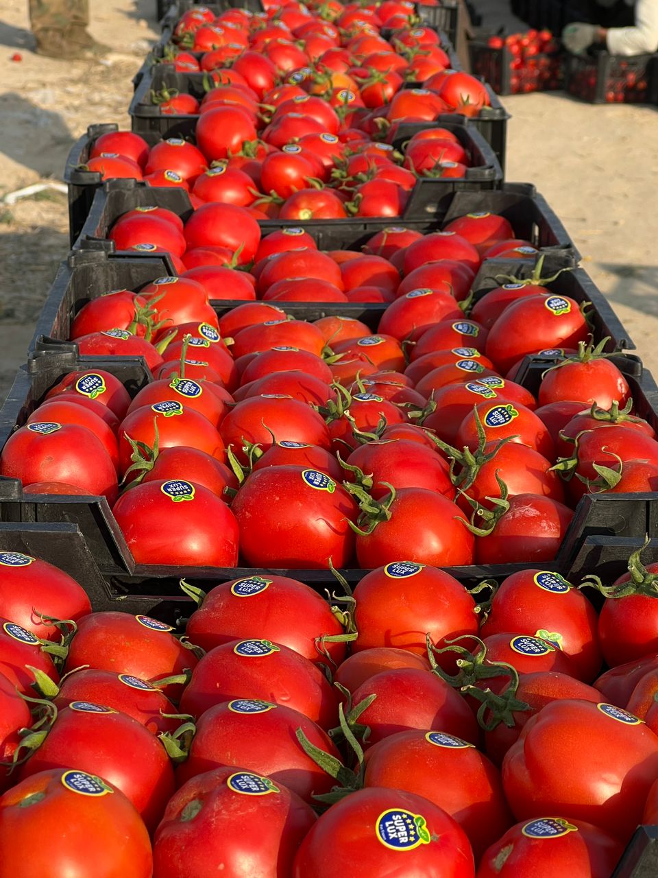 فروش گوجه فرنگی 