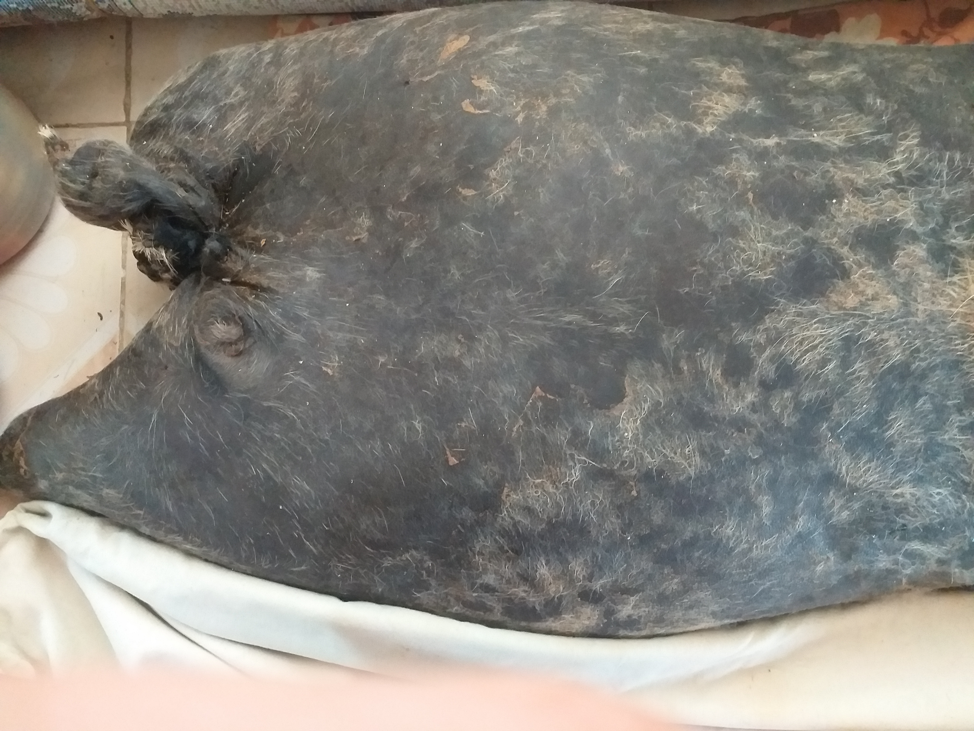 روغن حیوانی 