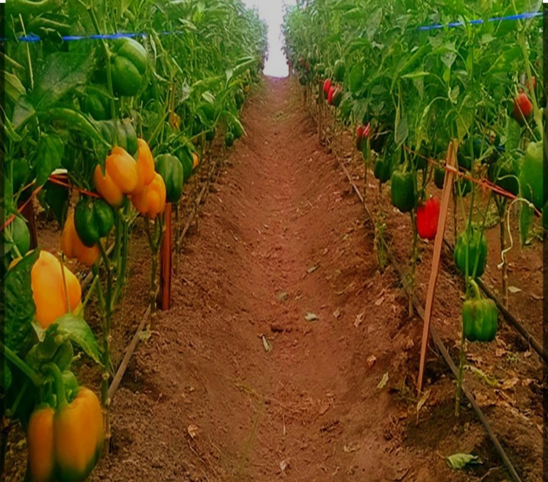 فلفل دلمه گلخانه ای