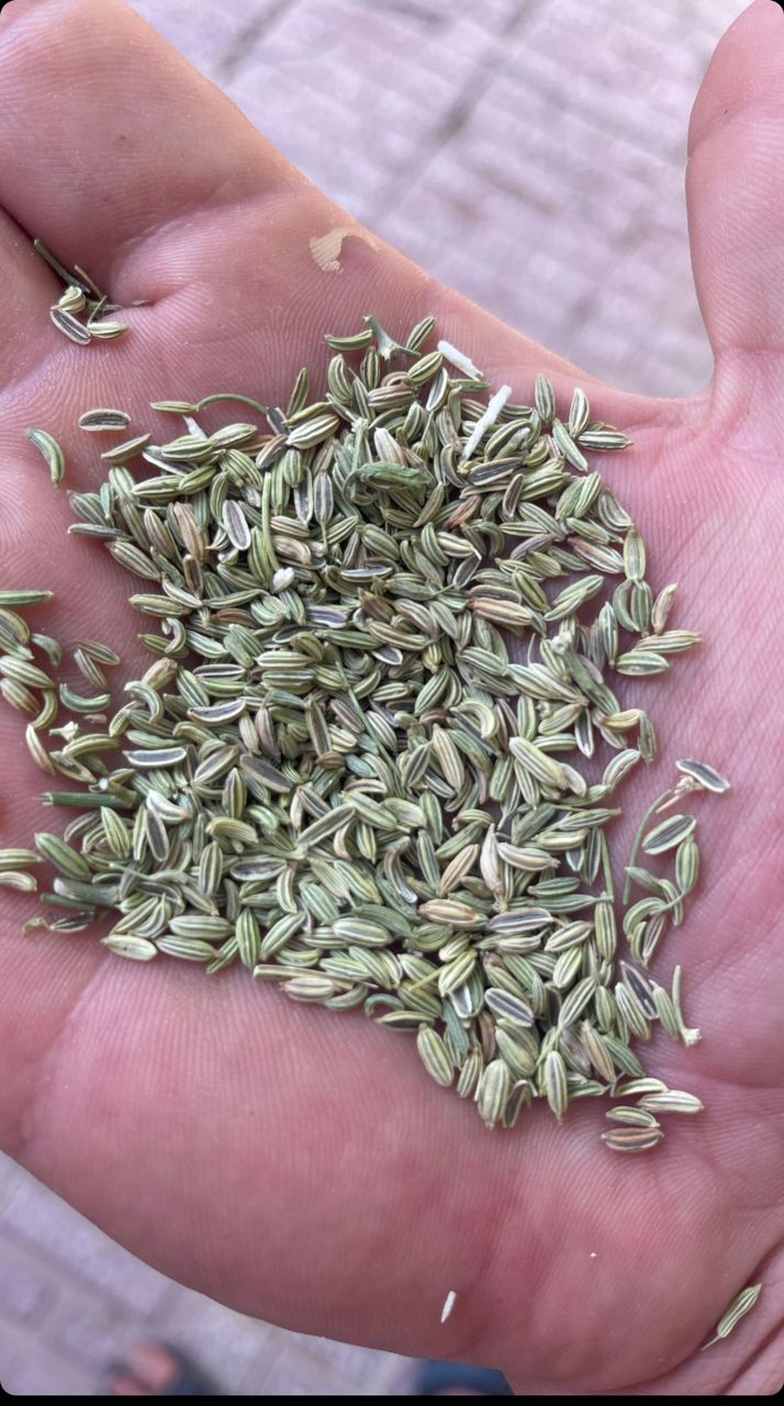 گیاهان دارویی،عطاری