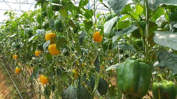 تامین عمده فلفل رنگی 