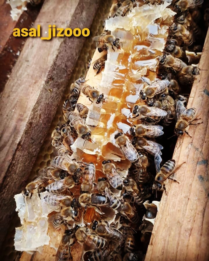 عسل طبیعی کوهستان ایران مازندران 
