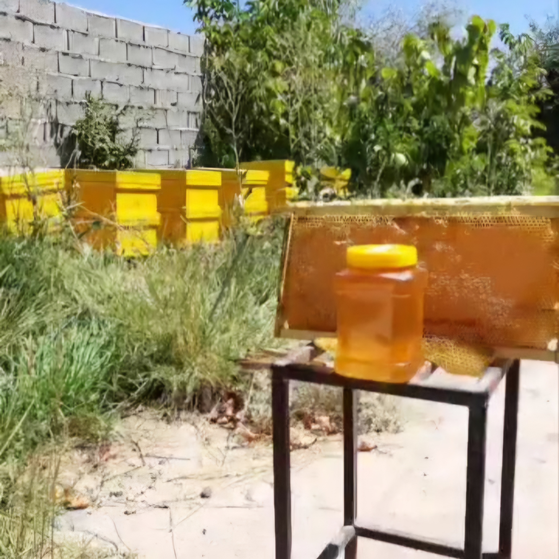 عسل طبیعی