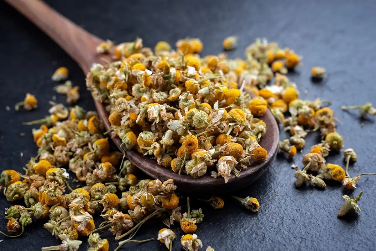 گل محمدی، بابونه